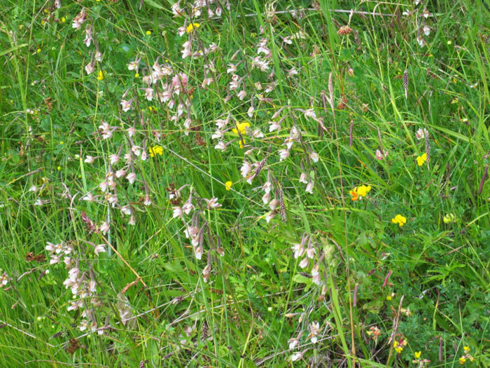 Epipactis palustris (L.) Crantz